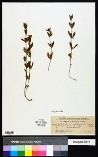 Dyschoriste oblongifolia image