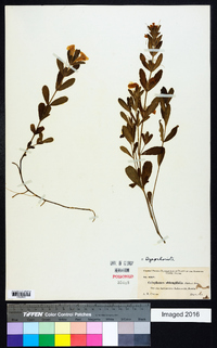 Dyschoriste oblongifolia image