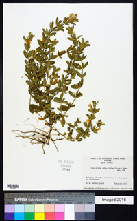 Dyschoriste oblongifolia image