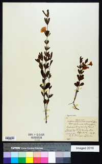 Dyschoriste oblongifolia image