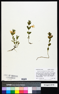 Dyschoriste oblongifolia image