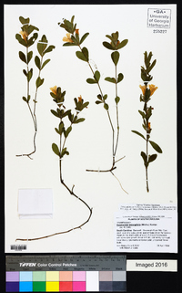 Dyschoriste oblongifolia image