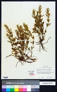 Dyschoriste linearis image