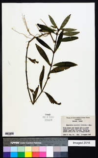 Hygrophila lacustris image