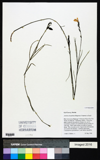 Justicia crassifolia image