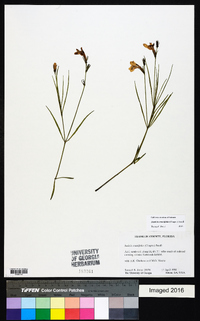 Justicia crassifolia image