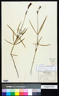 Justicia crassifolia image