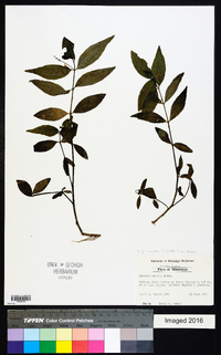 Justicia ovata image