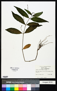 Justicia ovata image