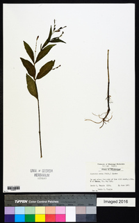 Justicia ovata image