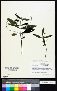 Justicia ovata image