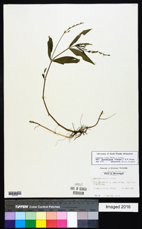 Justicia ovata var. lanceolata image