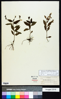 Justicia ovata var. ovata image