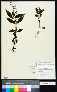 Justicia ovata var. ovata image