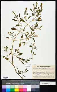 Justicia simplex image
