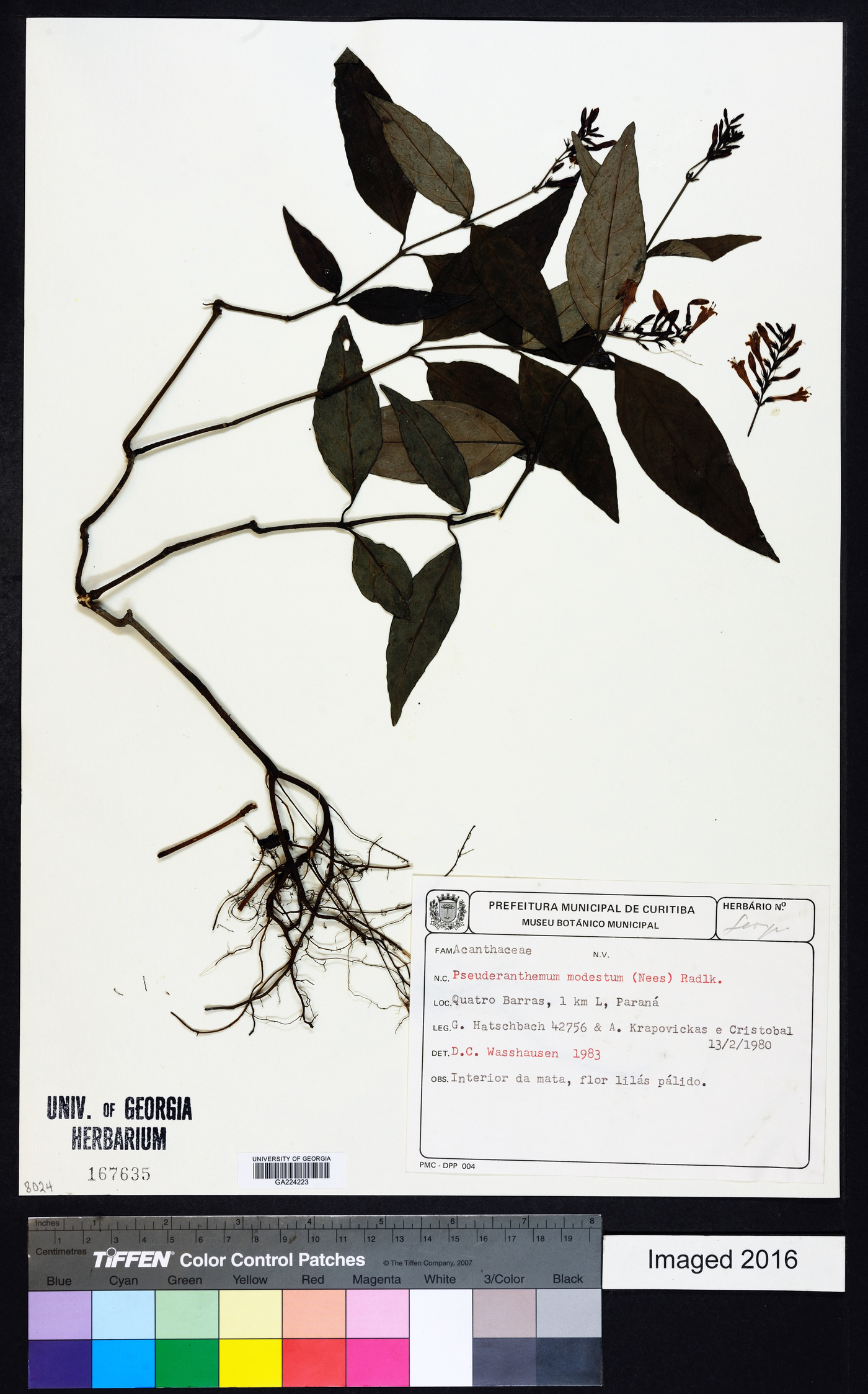 Pseuderanthemum modestum image