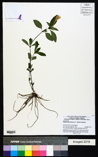 Ruellia caroliniensis image