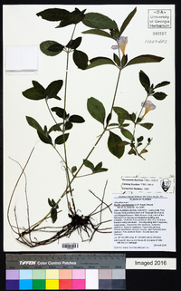 Ruellia caroliniensis image