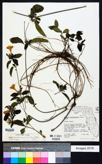 Ruellia caroliniensis image