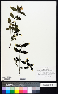 Ruellia caroliniensis image