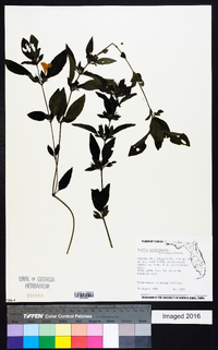 Ruellia caroliniensis image