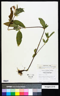 Ruellia caroliniensis image