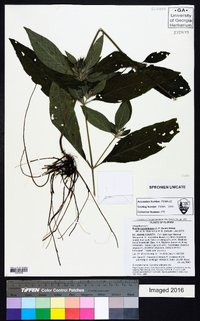 Ruellia caroliniensis image