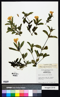 Ruellia caroliniensis image