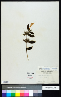 Ruellia caroliniensis image