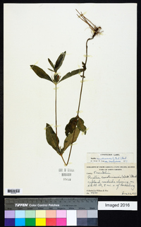 Ruellia caroliniensis image