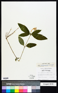 Ruellia caroliniensis image