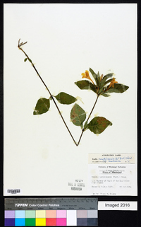 Ruellia caroliniensis image