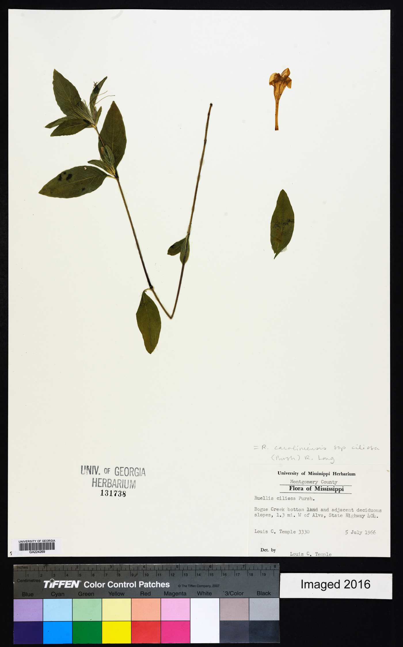Ruellia caroliniensis subsp. ciliosa image