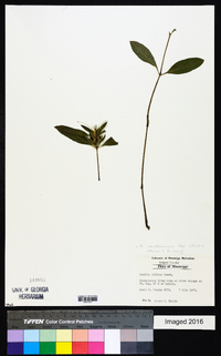 Ruellia caroliniensis image