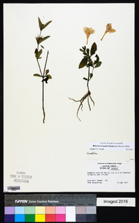 Ruellia humilis image