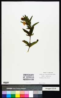 Ruellia humilis image