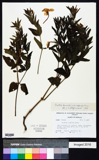 Ruellia humilis image