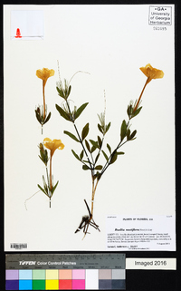 Ruellia noctiflora image