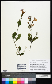 Ruellia ciliatiflora image