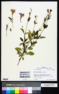 Ruellia ciliatiflora image