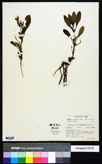 Ruellia ciliatiflora image