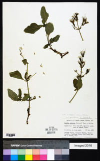 Ruellia ciliatiflora image