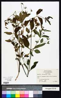 Ruellia pedunculata image