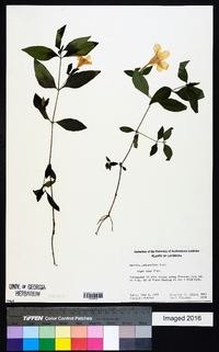 Ruellia pedunculata image