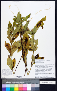 Ruellia strepens image