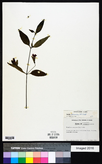 Ruellia coccinea image