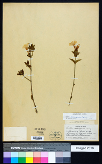 Ruellia domingensis image