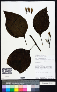 Ruellia exostemma image