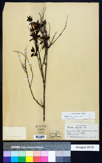 Image of Ruellia lepidota