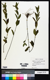 Ruellia humilis image